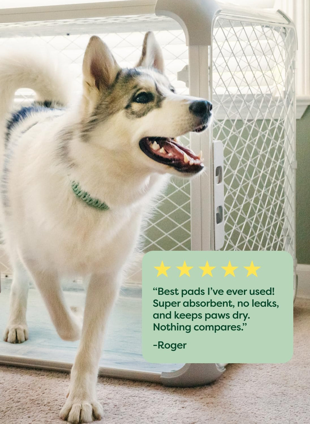 Dog standing beside used pee pad in a crate area with a customer review quote