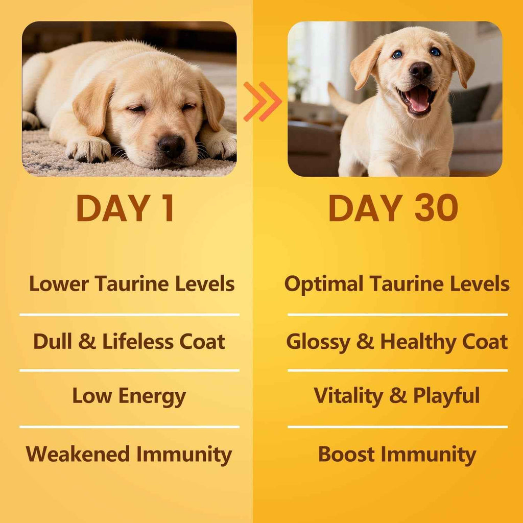 Before-and-after puppy comparison highlighting coat and energy claims