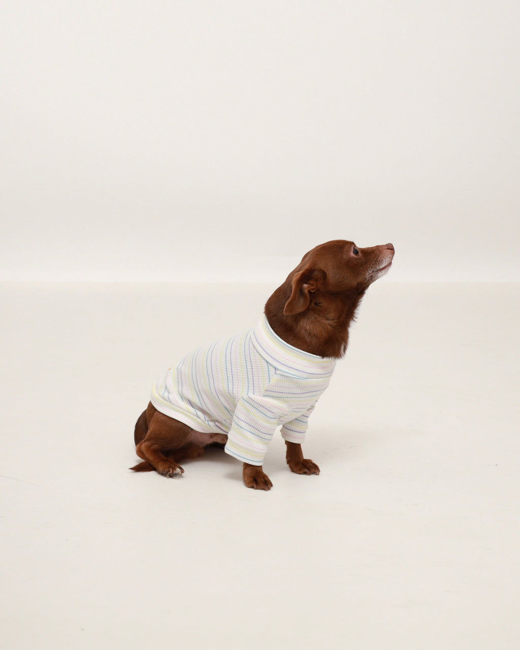 Dog wearing pastel striped turtleneck sweater with high ribbed neck