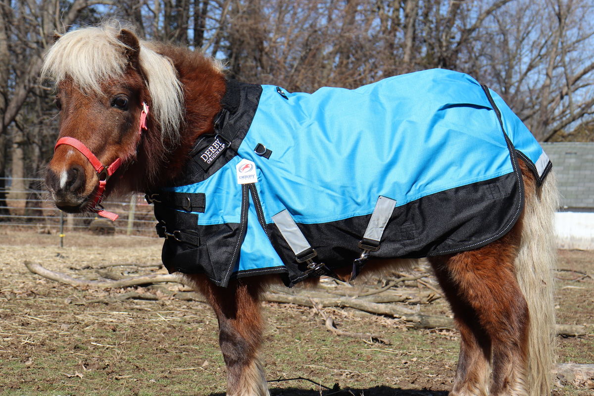 Blue and black mini pony turnout blanket with adjustable front straps on horse