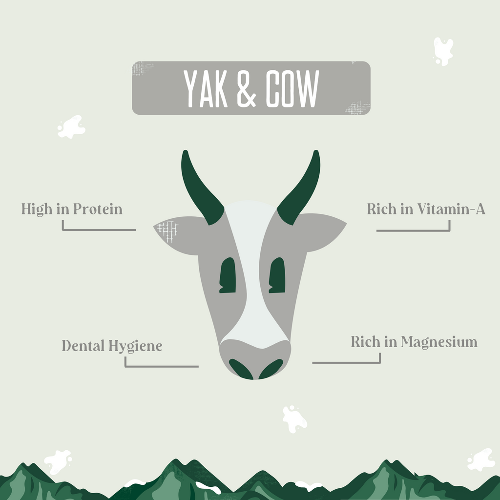 Yak and cow milk chew infographic with cow icon and bone symbols