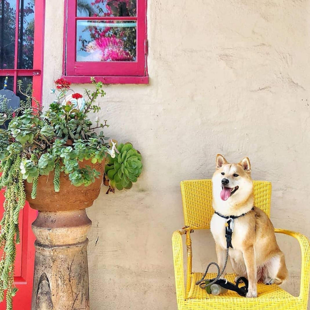 Scented dog poop bags (not visible); dog sitting on chair with leash at doorway