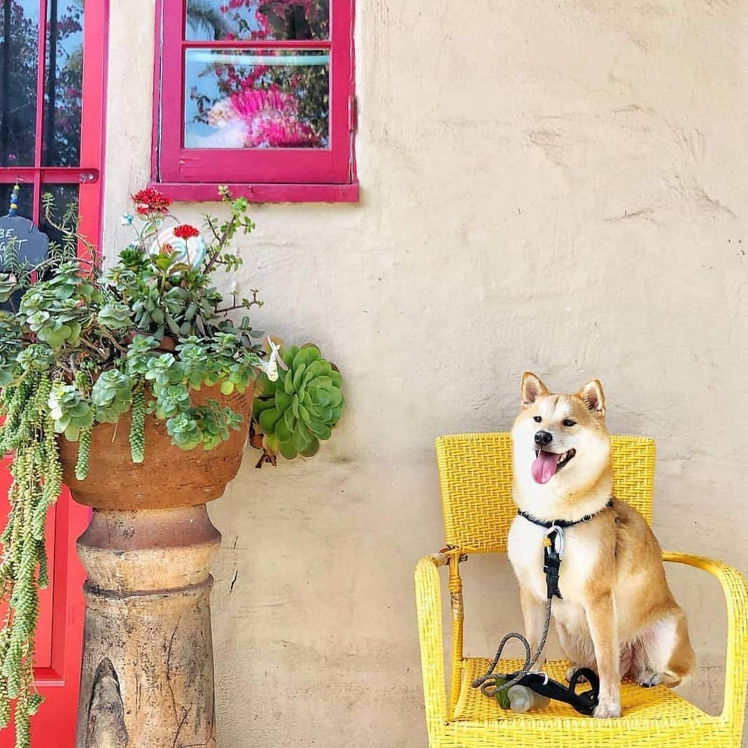 Scented dog poop bags (not visible); dog sitting on chair with leash at doorway