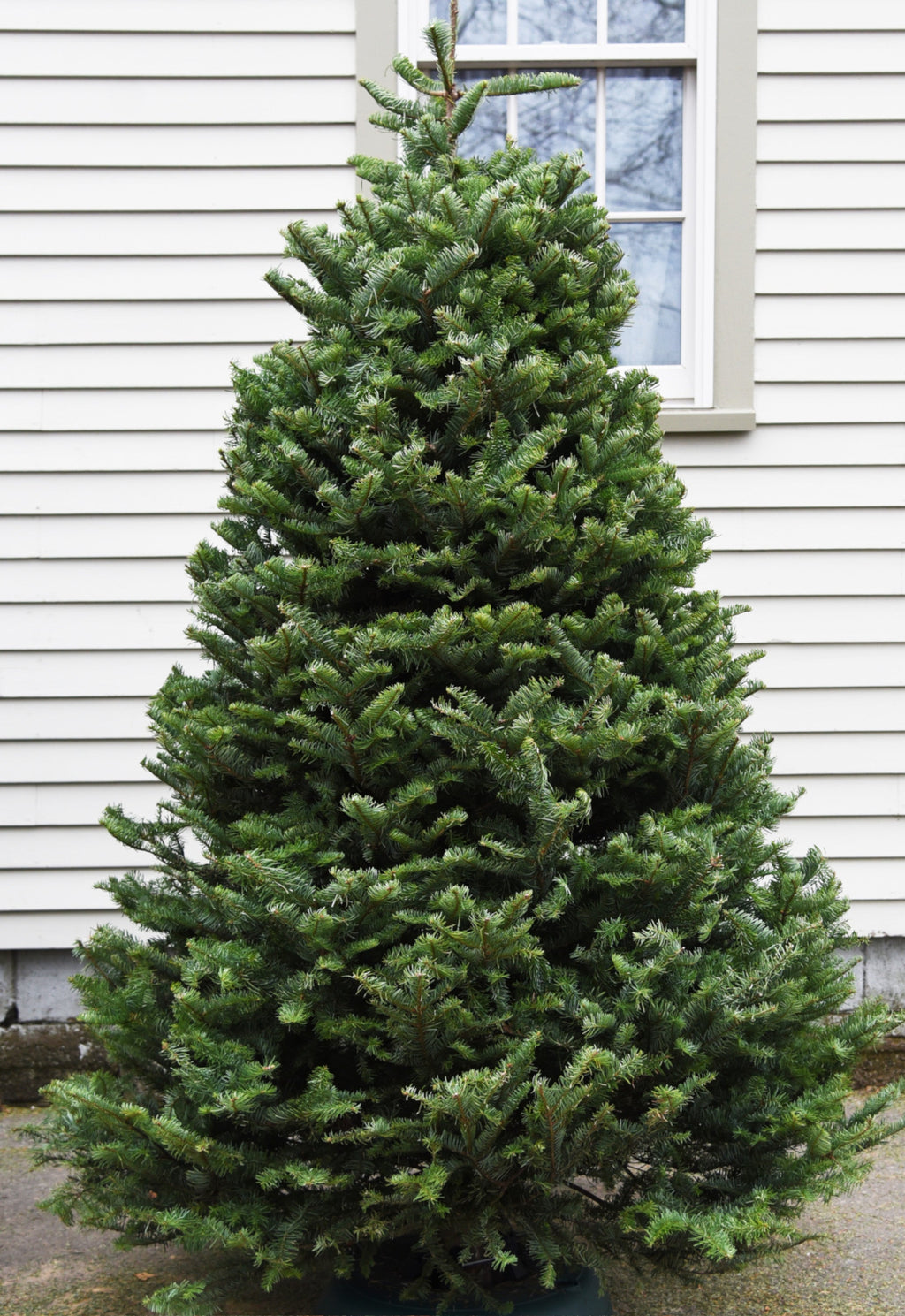 Balsam fir Christmas tree outdoors beside a white house wall