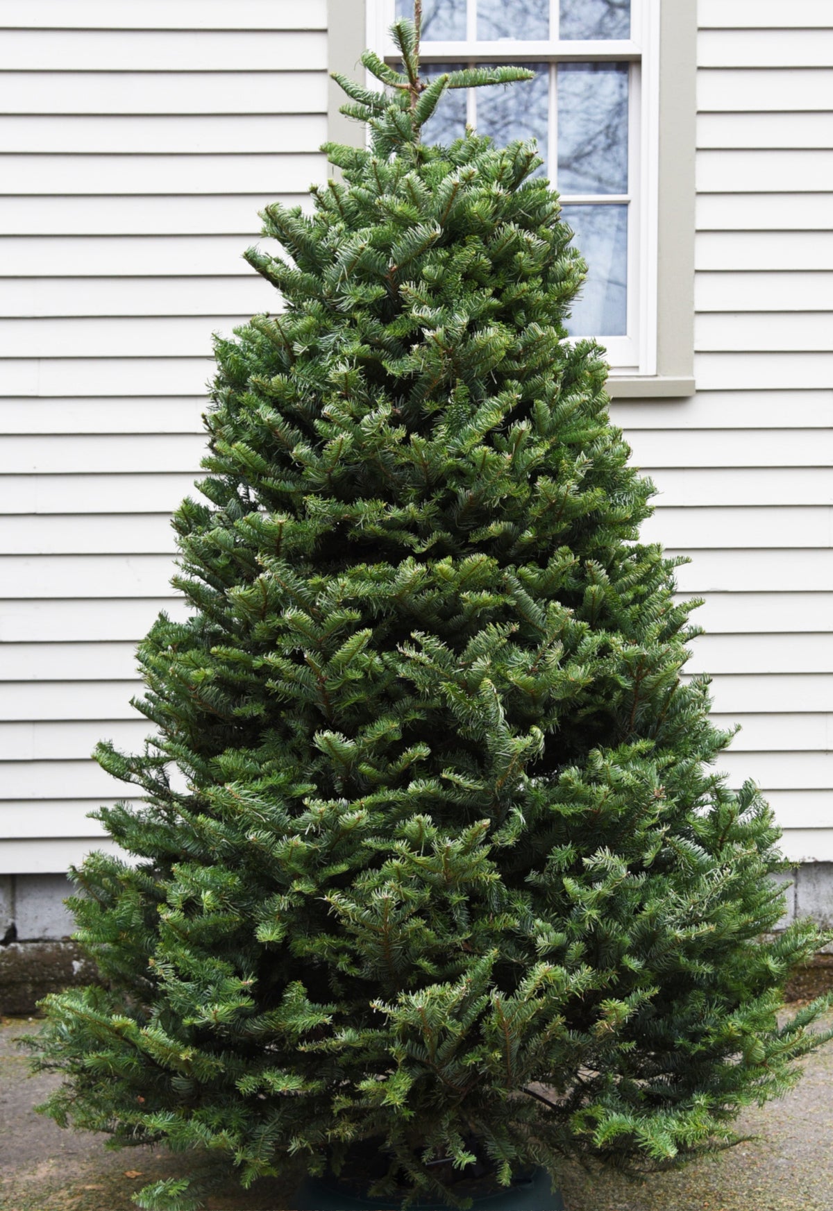 Balsam fir Christmas tree outdoors beside a white house wall