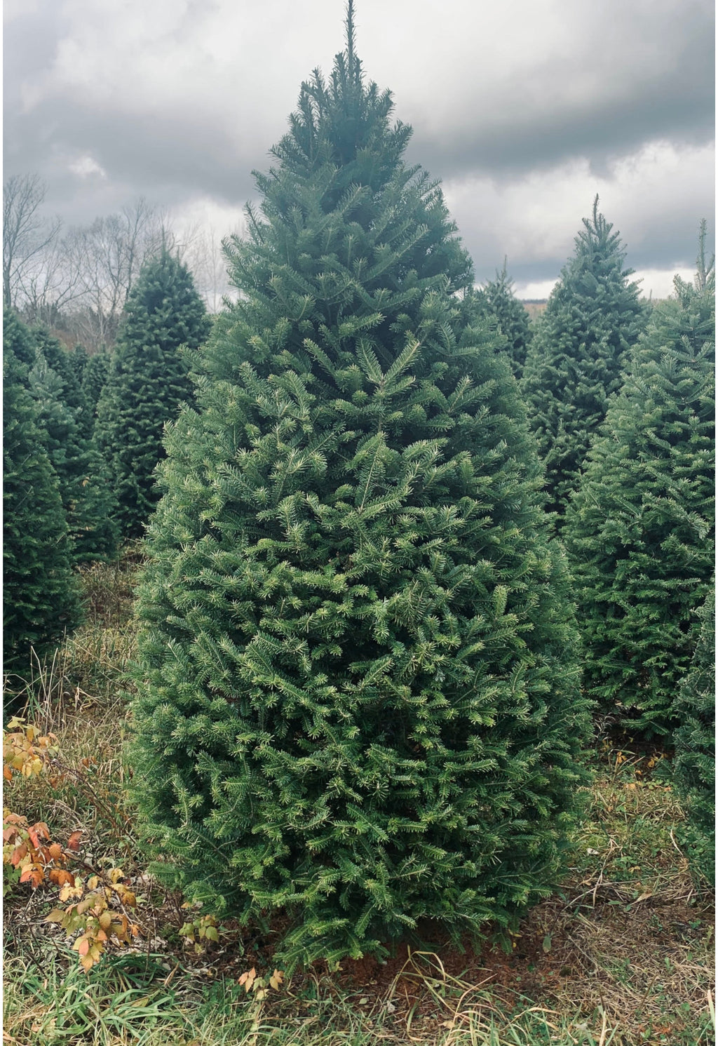 7-foot balsam fir Christmas tree outdoors, dense green branches and layered needles