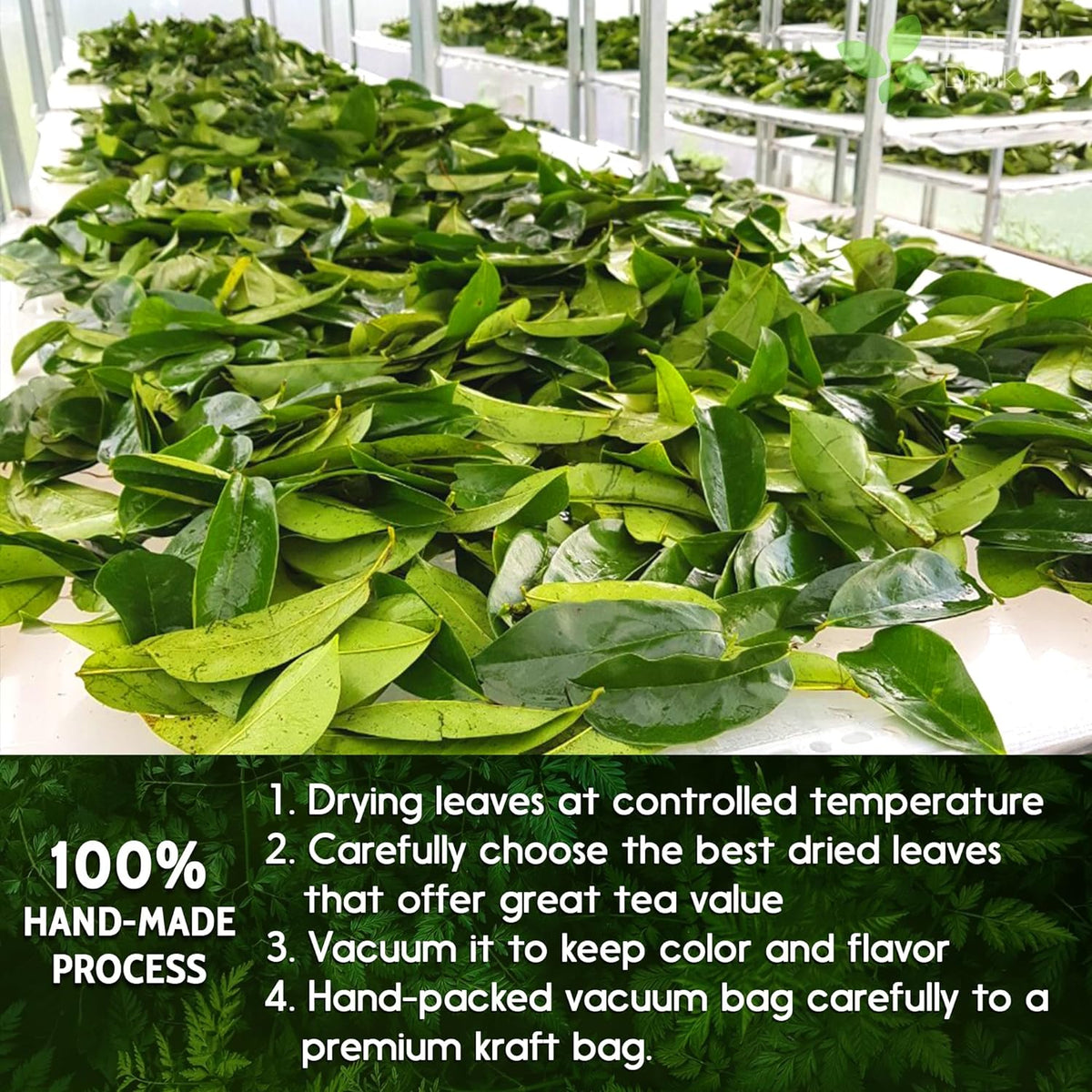 Dried soursop leaves heap on tray, bright green leaf pieces