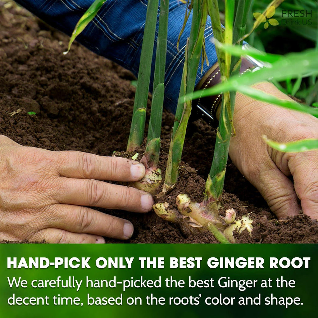 Hands planting ginger roots in soil with 'Hand-pick only the best' panel