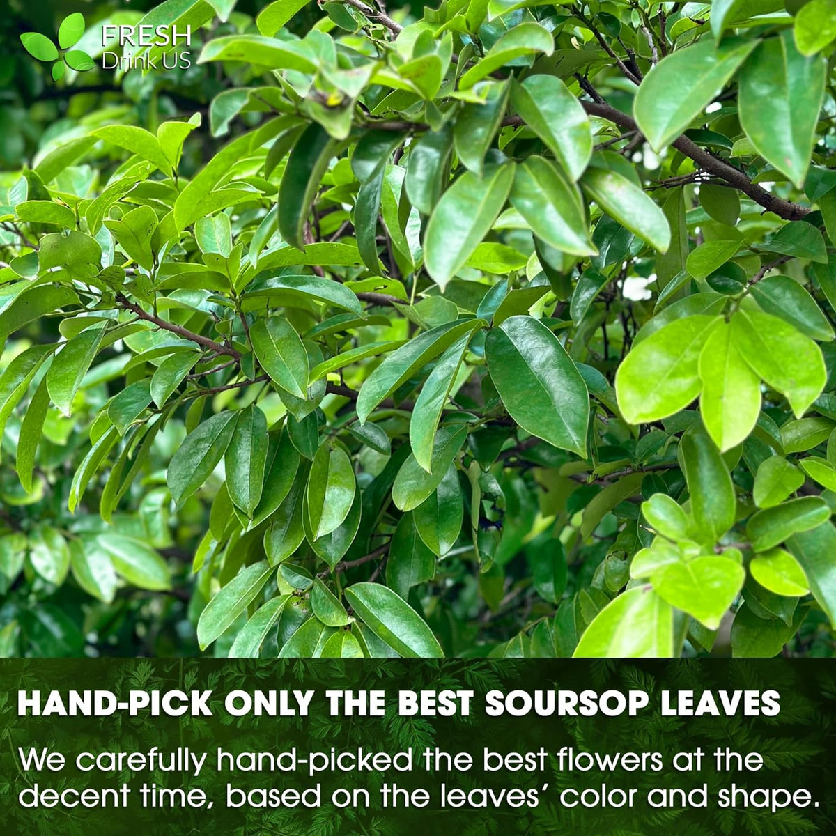 Hand-picked soursop leaves on tree branches, glossy green leaf cluster