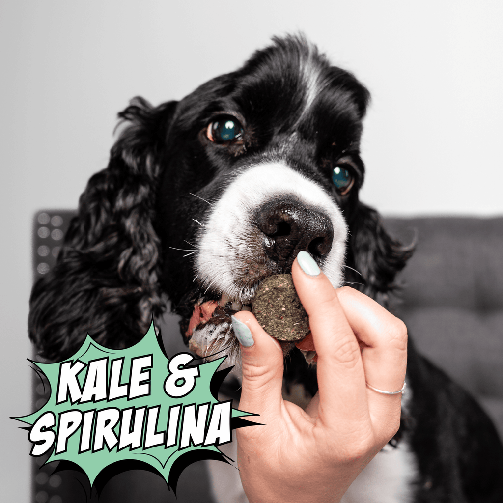 Crunchy dog biscuit treat, kale & spirulina flavor, being fed by a hand