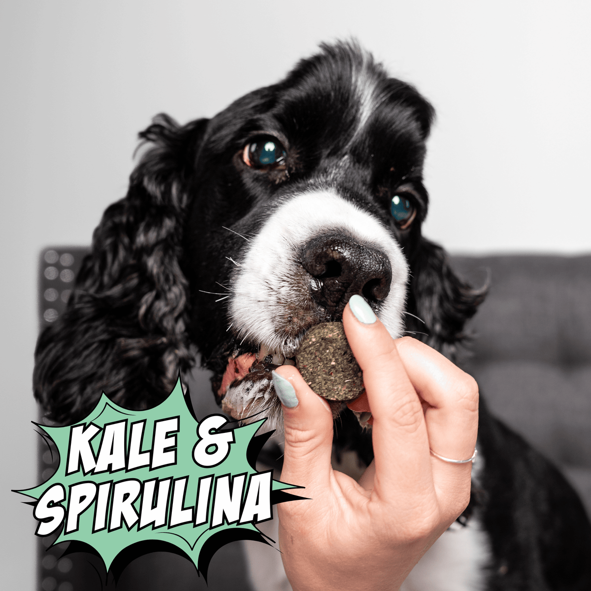 Crunchy dog biscuit treat, kale & spirulina flavor, being fed by a hand