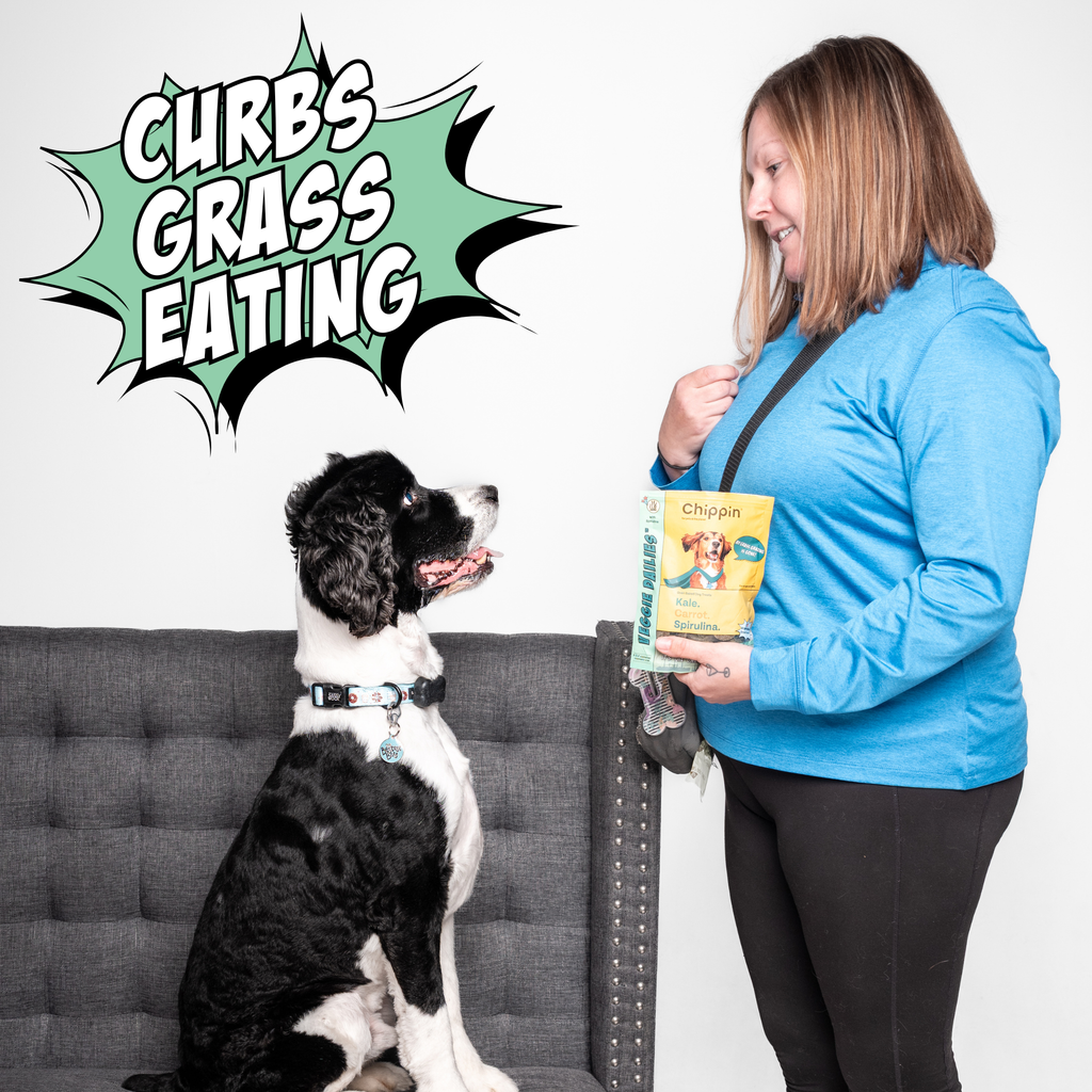 Crunchy dog biscuit pack for dogs, held near a seated dog