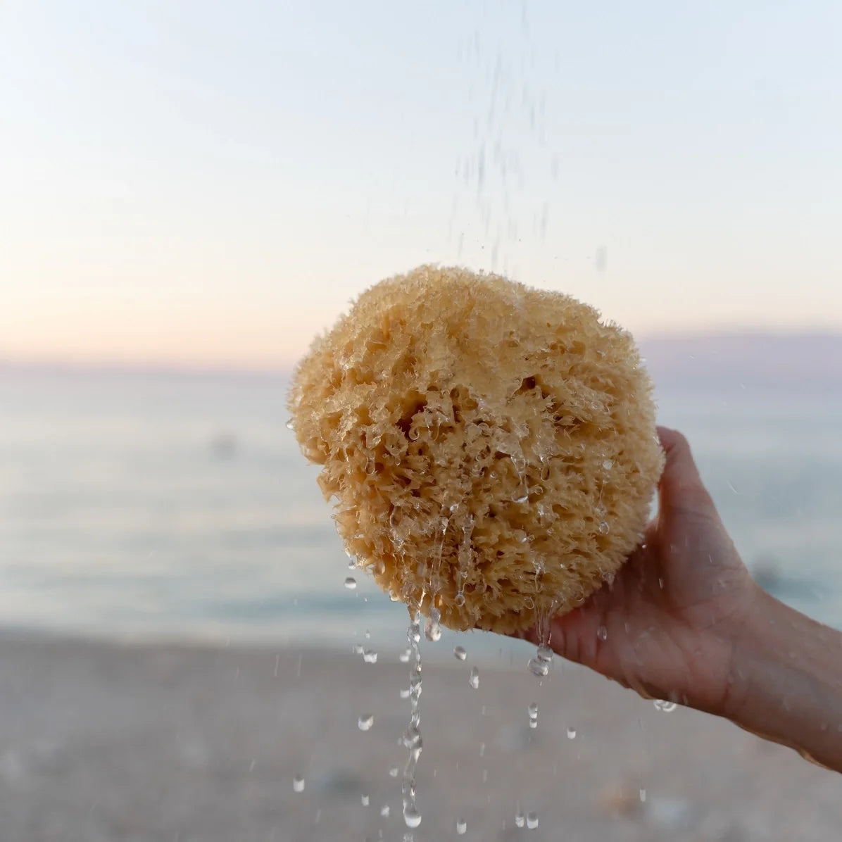 All-natural sea sponge, round tan sponge with water droplets falling.