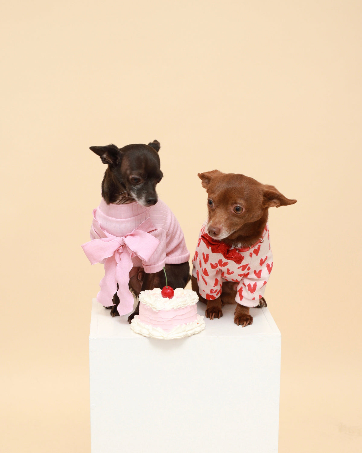 Dog wearing white cotton raglan shirt with red heart print and red bow collar