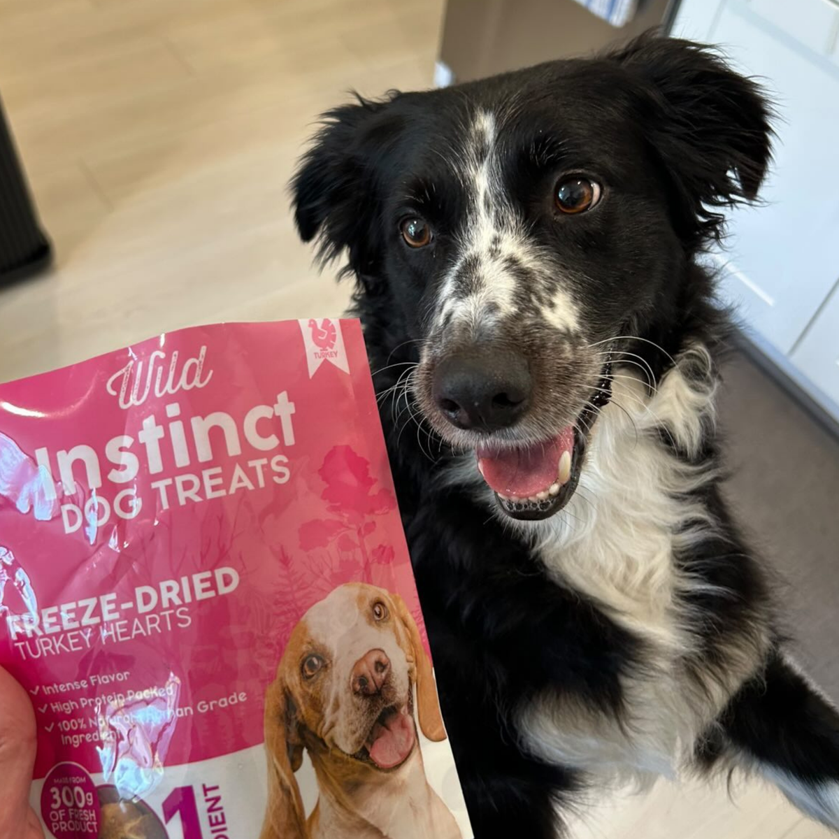 Dog next to a pink pouch of freeze-dried turkey heart dog treats