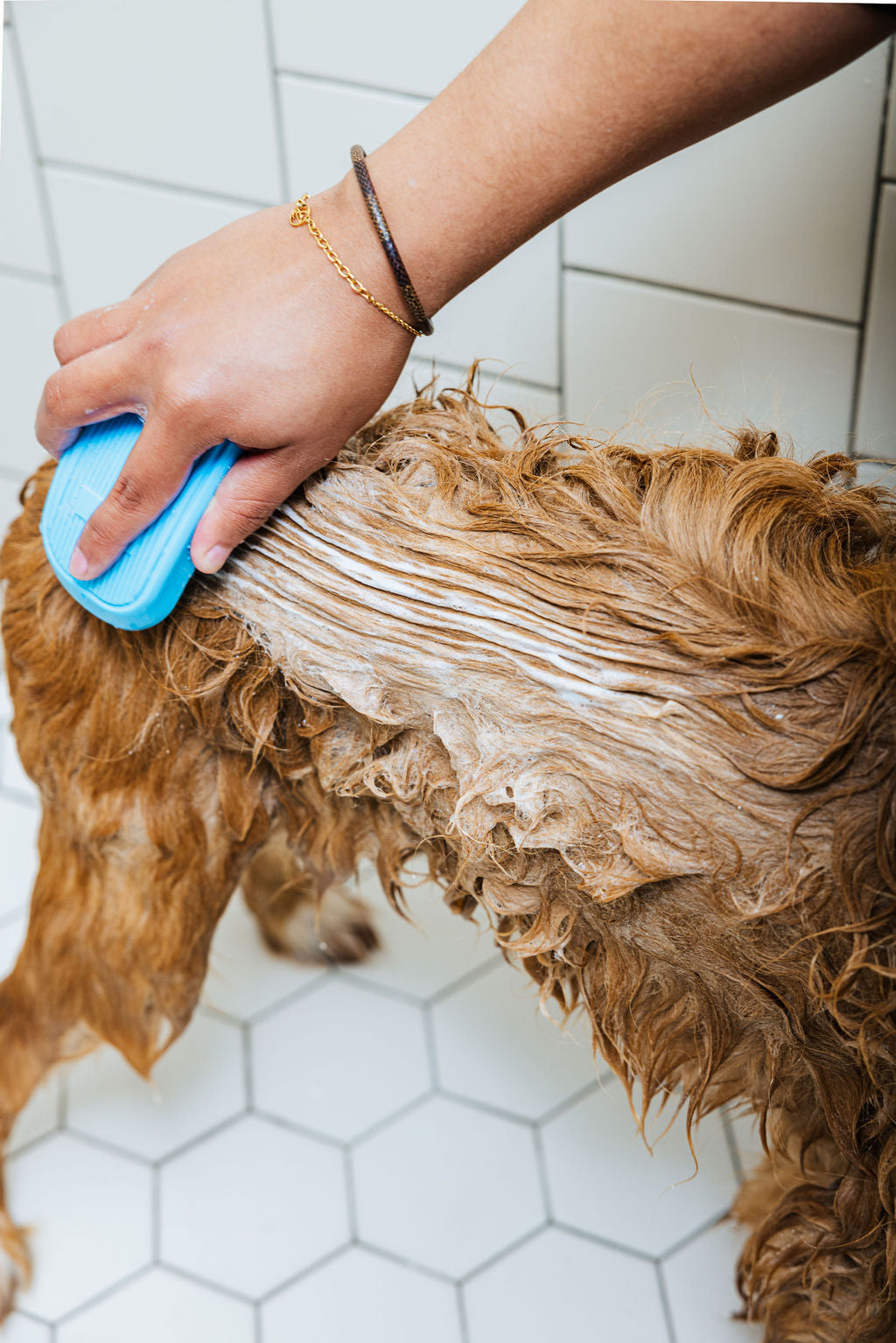 Hand massaging shampoo into brown dog's wet coat with blue pump bottle
