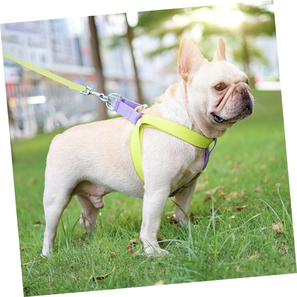 Purple and lime dog harness with metal leash ring and adjustable straps