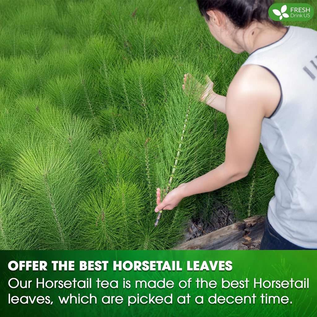 Horsetail tea farming scene with hands tending rows of fresh horsetail leaves