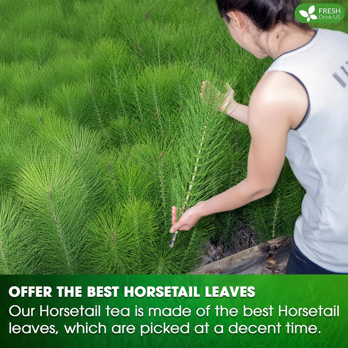 Horsetail tea farming scene with hands tending rows of fresh horsetail leaves