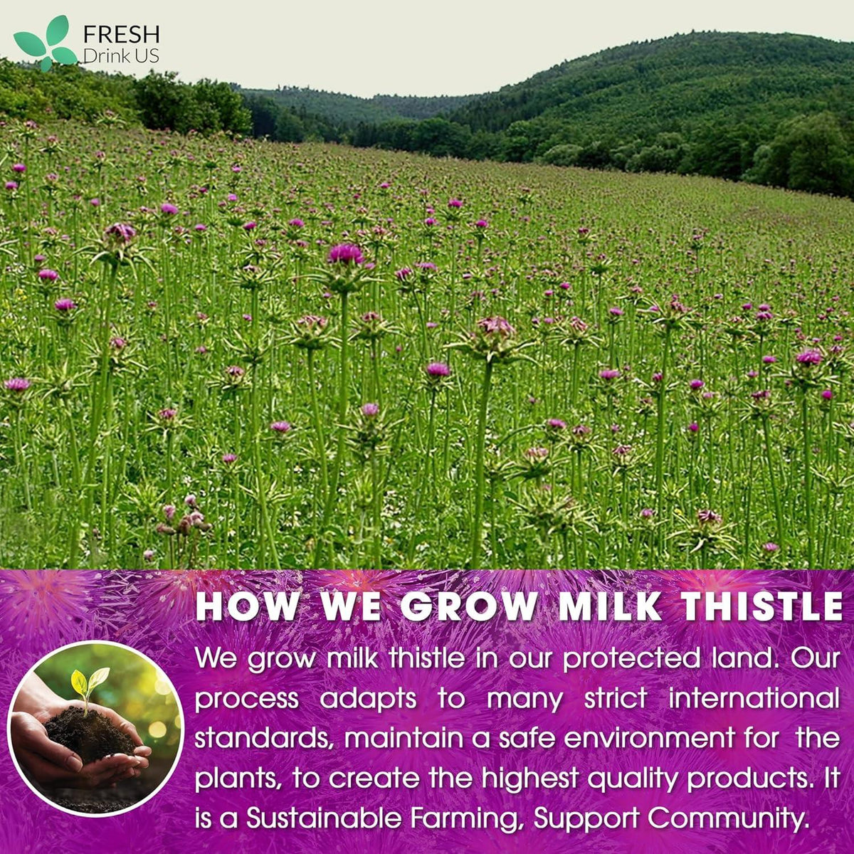 Milk thistle tea farm field with purple thistle blooms and green landscape