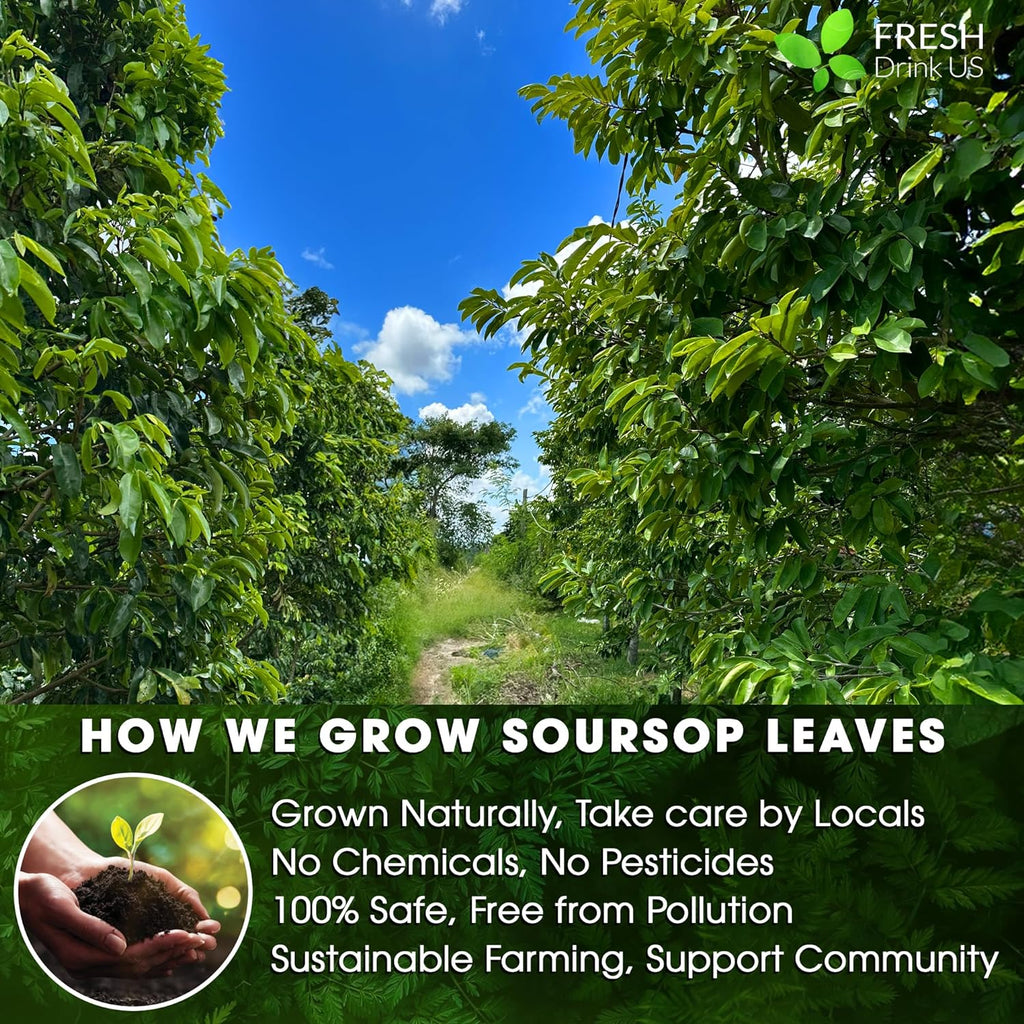 Soursop leaves on tree branches in a lush orchard