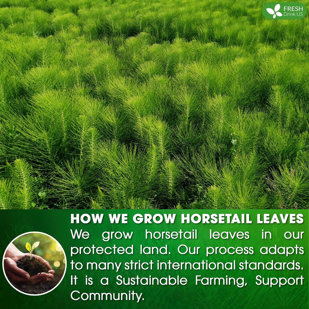 Graphic showing how horsetail leaves are grown in protected land with green rows