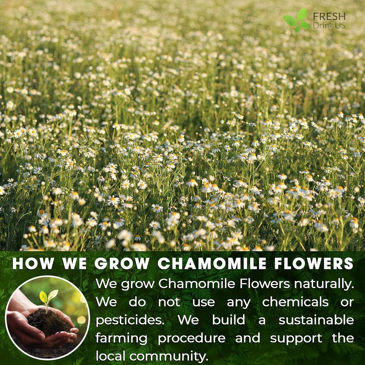 Chamomile flower field for tea bags, green stems with white daisy blooms