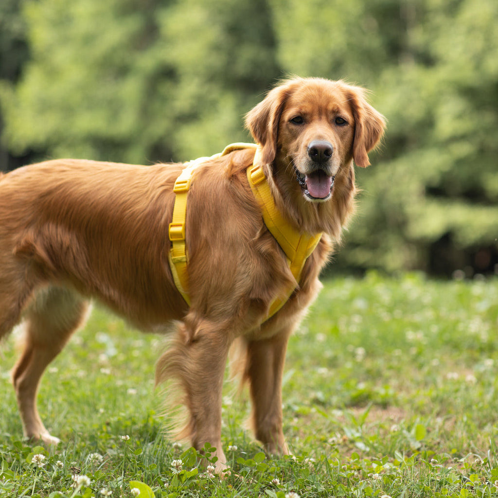 Yellow velvet dog harness on a golden dog, padded front and secure buckles