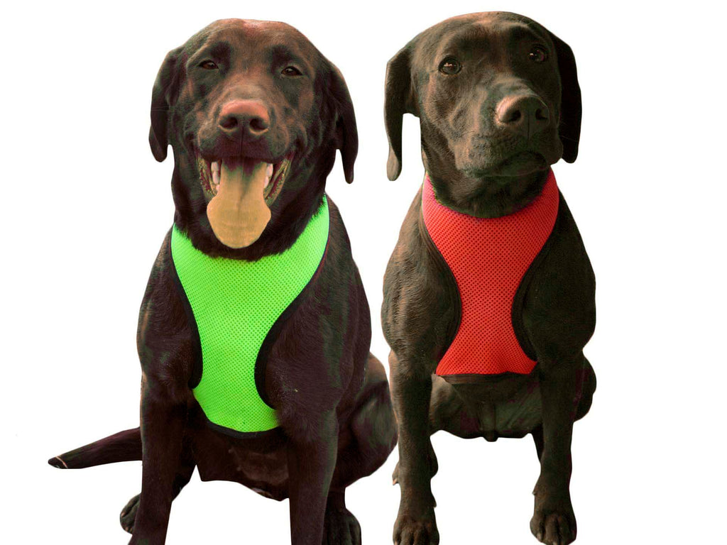 Two dogs wearing green and red mesh dog harnesses with black trim