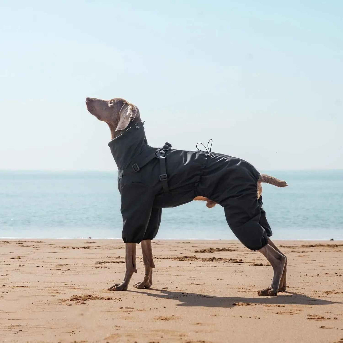 Black four-leg dog raincoat with integrated harness, modeled on a dog