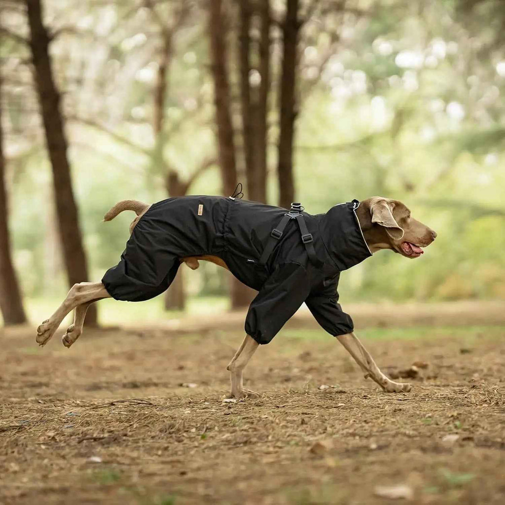 Black four-leg dog raincoat with harness on a running dog