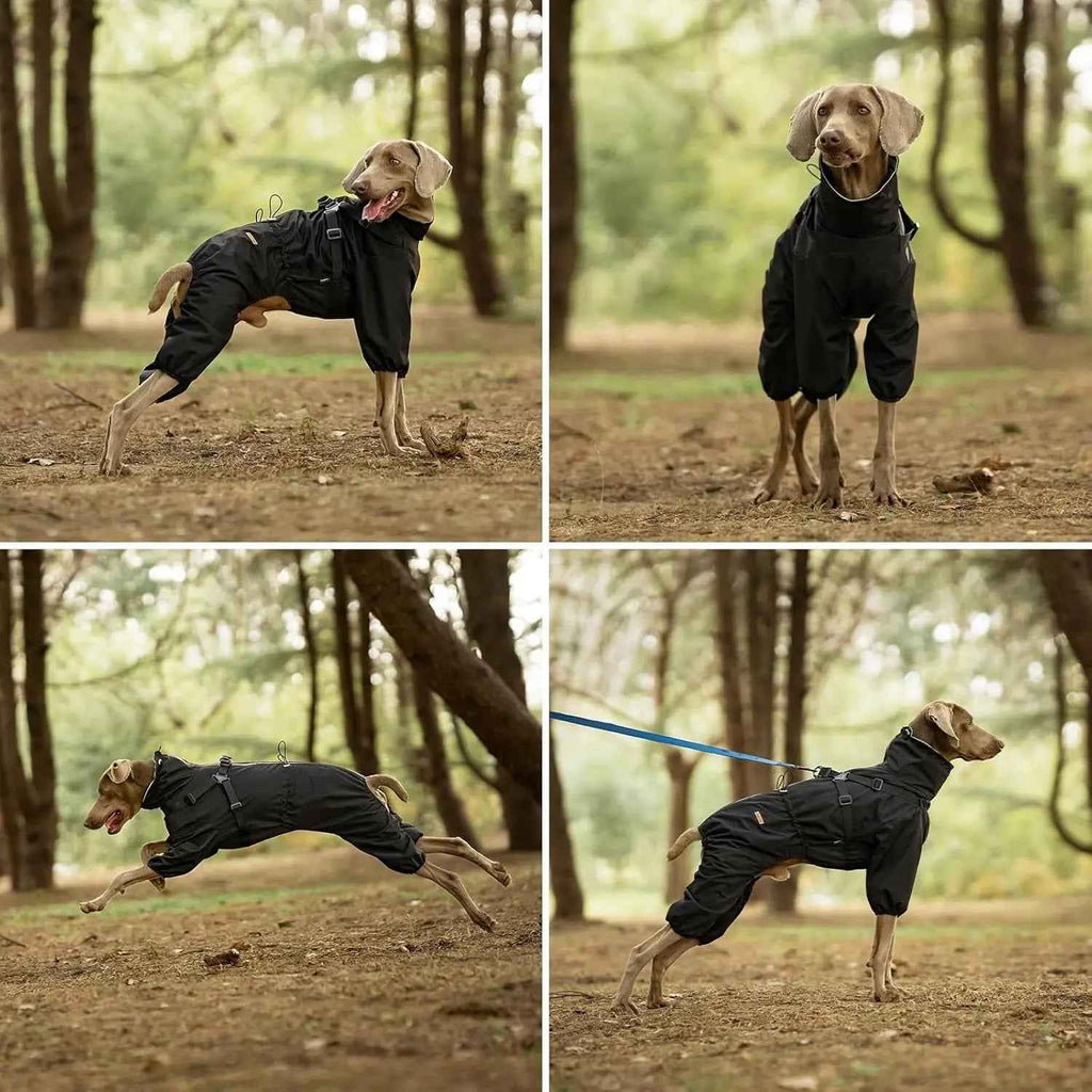 Black four-leg dog raincoat with harness shown on a dog in four poses