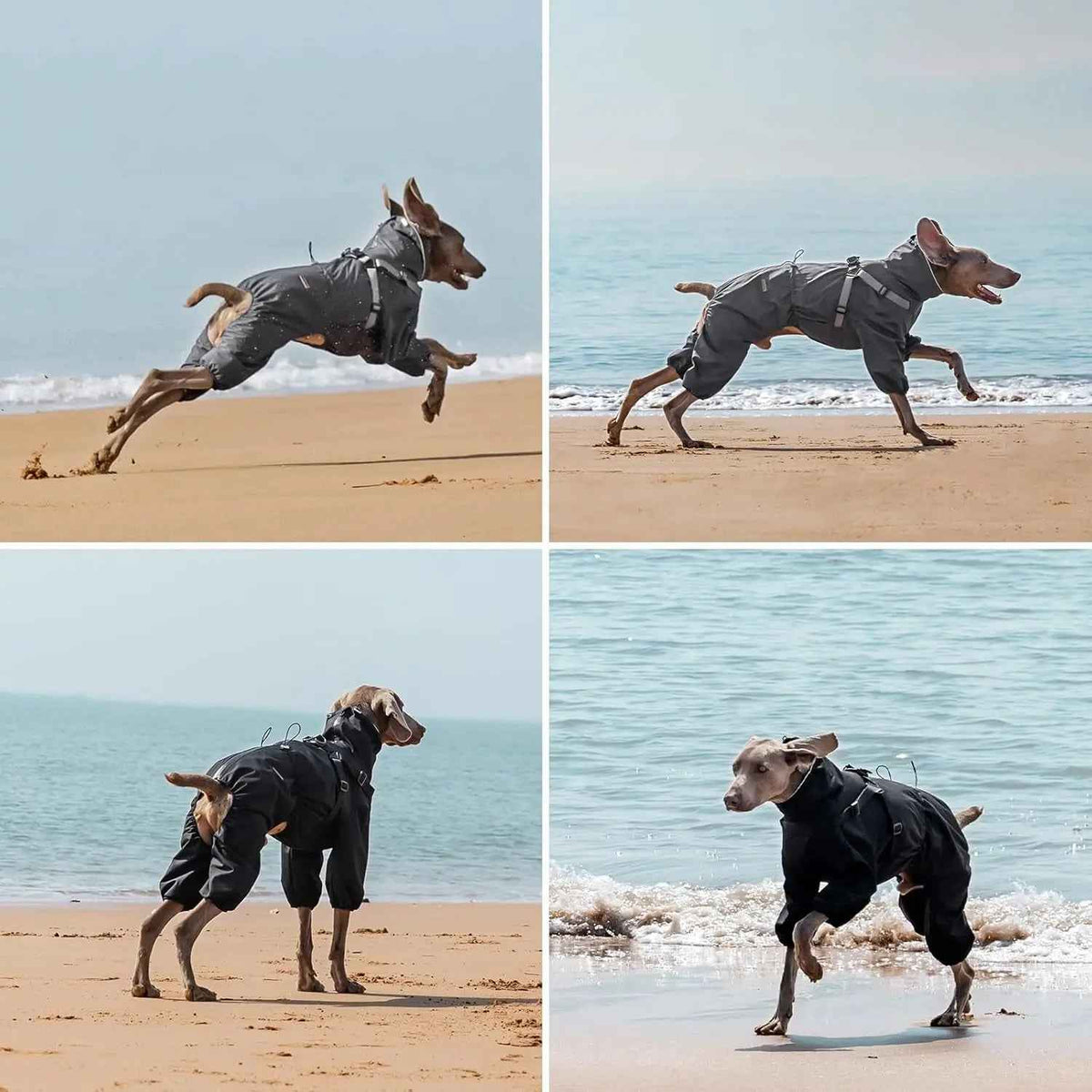 Black four-leg dog raincoat with harness shown on a dog at the beach