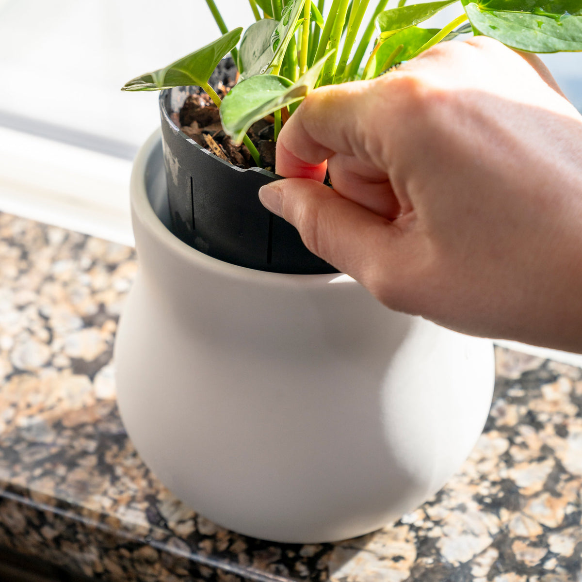 Alabaster white ceramic plant pot with black liner, green plant being placed by hand
