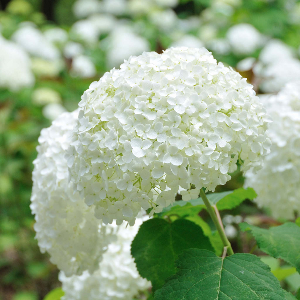 Annabelle Hydrangea white mophead bloom close-up with green leaves