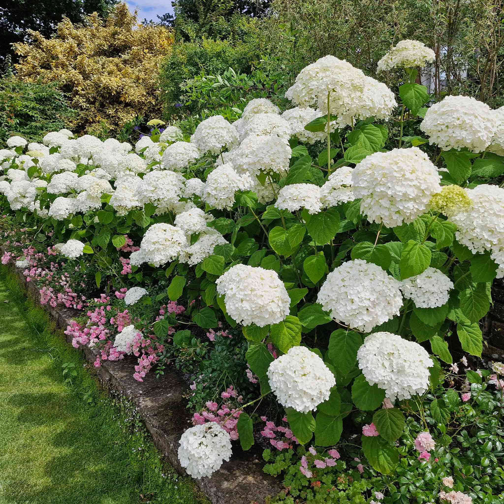 Annabelle Hydrangea shrub with large white mophead flower clusters