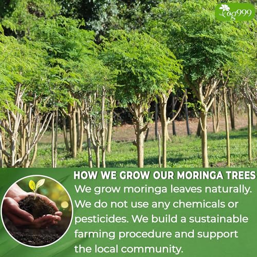 Moringa trees growing in a landscaped farm grove