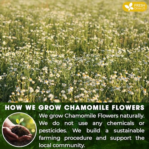 Chamomile flowers in a field with fresh chamomile tea ingredient graphic