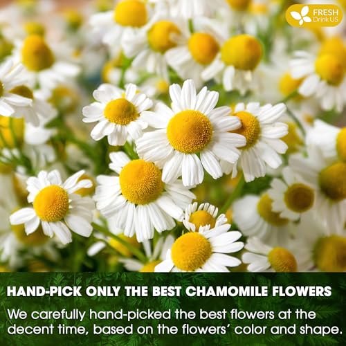Close-up of white chamomile flowers with yellow centers for tea ingredient
