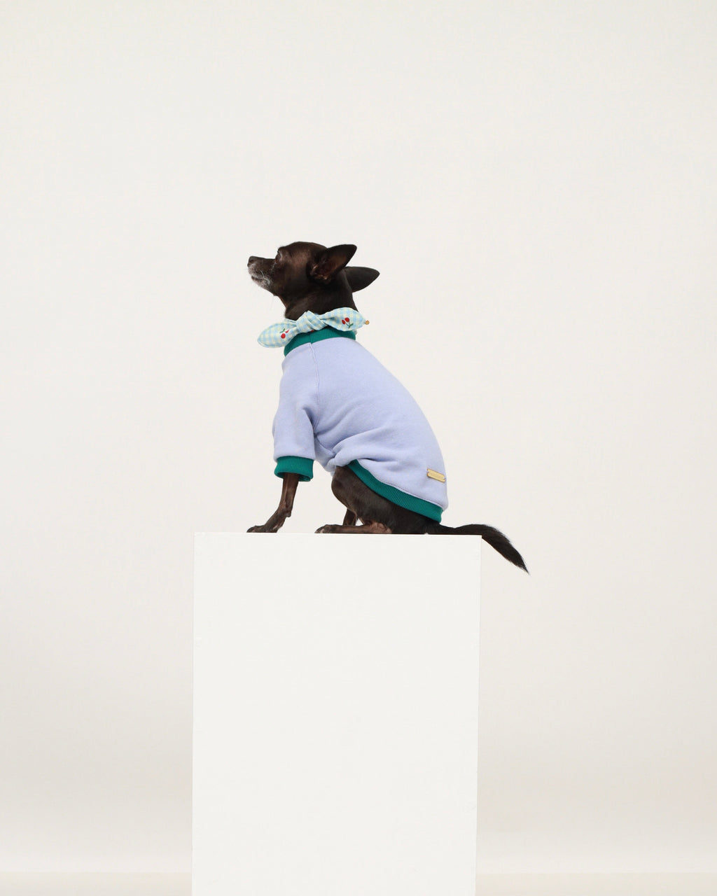 Pet neckerchief on dog with light blue gingham and red cherry print