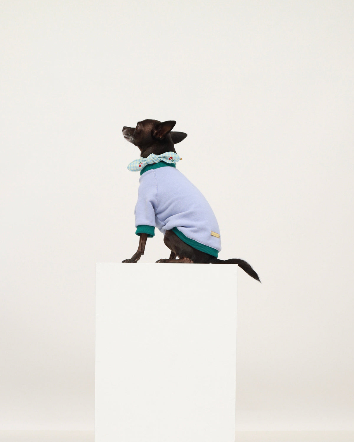Pet neckerchief on dog with light blue gingham and red cherry print