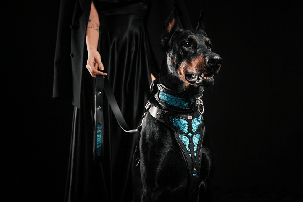 Black dog collar with blue scale inlay and metal ring, worn by black dog