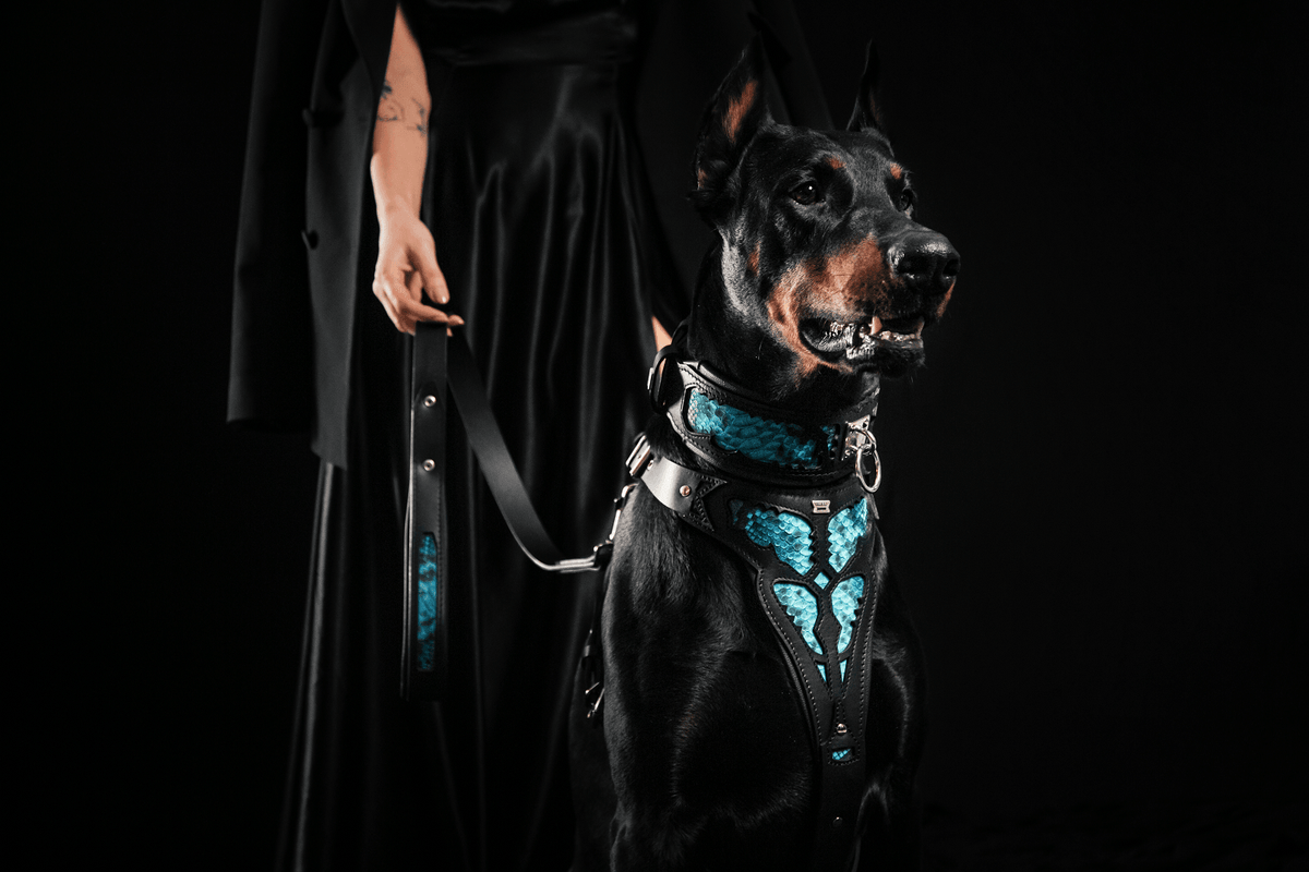 Black dog collar with blue scale inlay and metal ring, worn by black dog