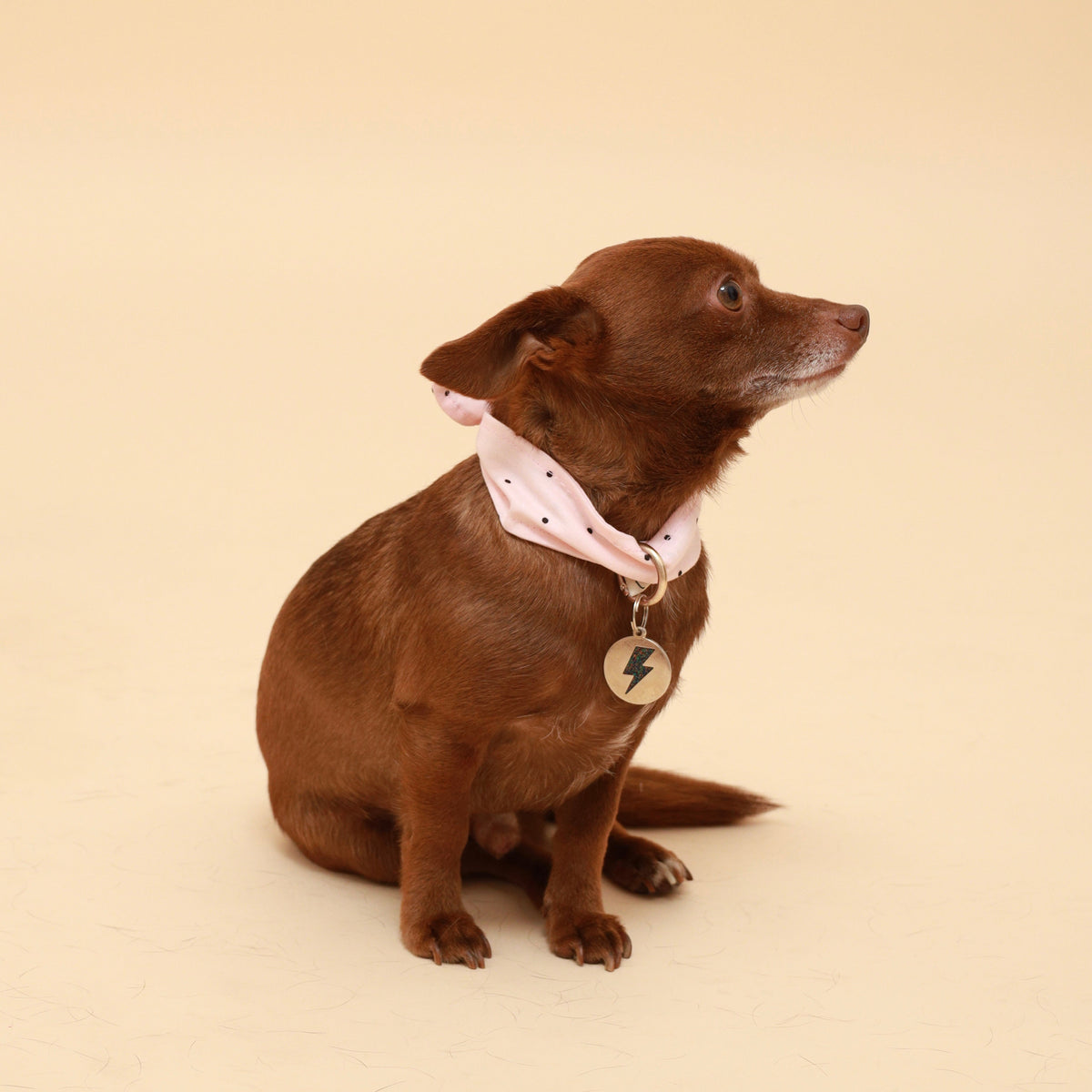 Pink polka-dot dog neckerchief with small tie detail