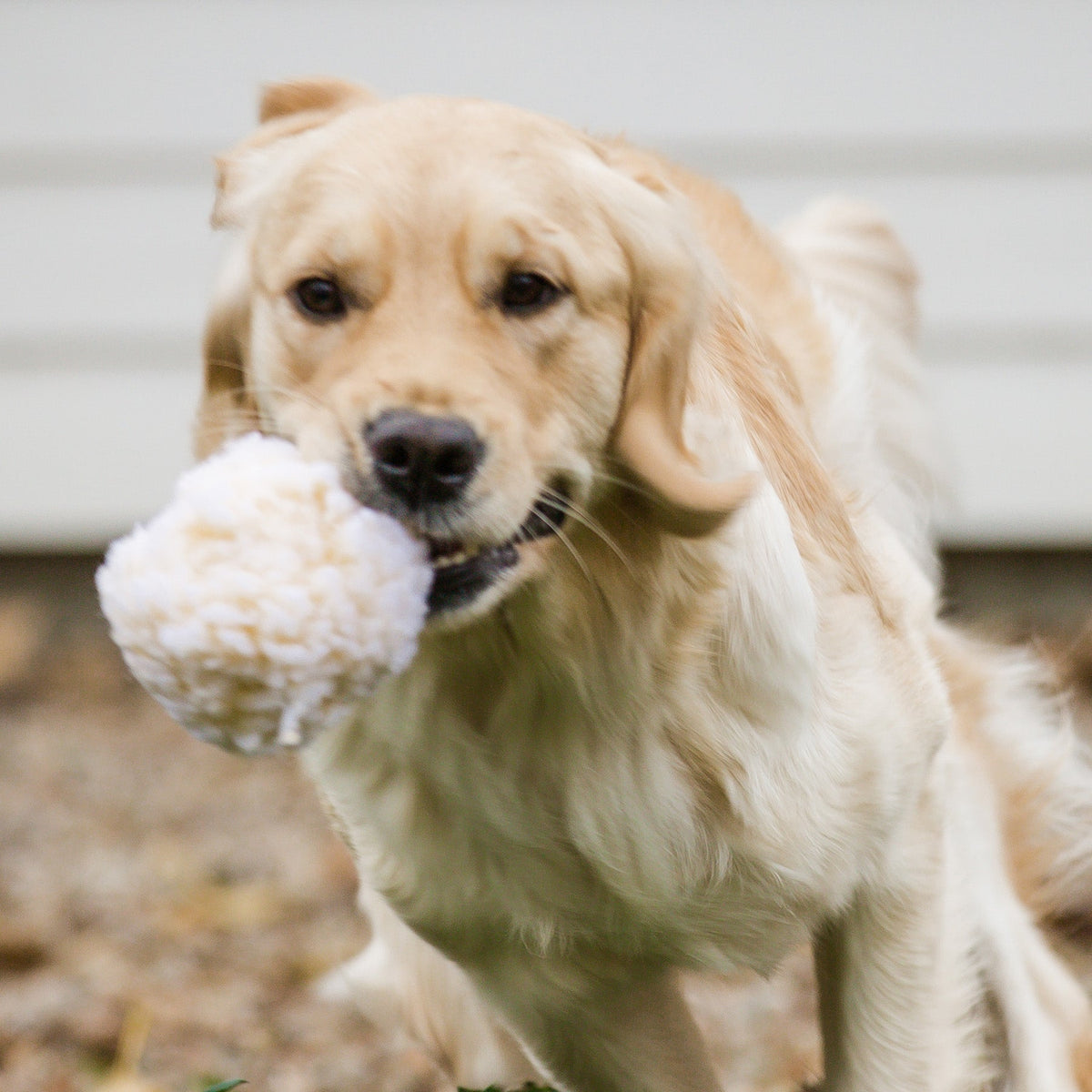 Cream plush ball dog toy in a dog’s mouth on a light indoor background