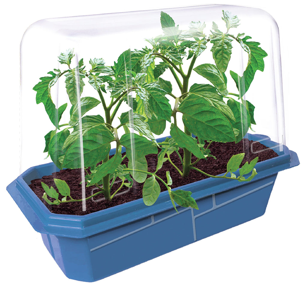 Beefsteak tomato seedlings growing in soil inside a clear dome with a blue tray