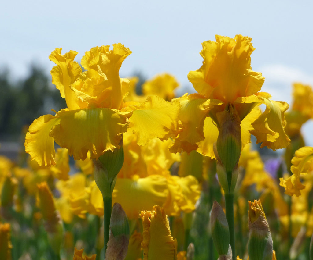 Golden-yellow irises blooming on tall green stems