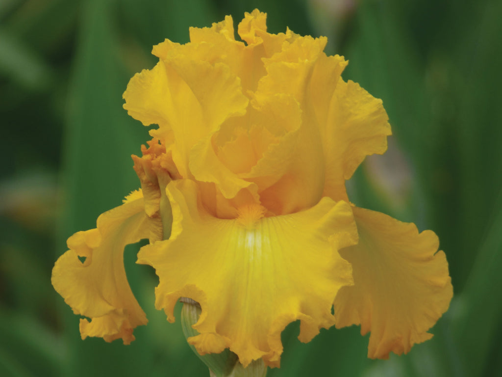 Big As The Moon iris with a large golden-yellow ruffled bloom