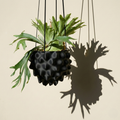 Black textured creature-orb hanging planter pot with leafy plant