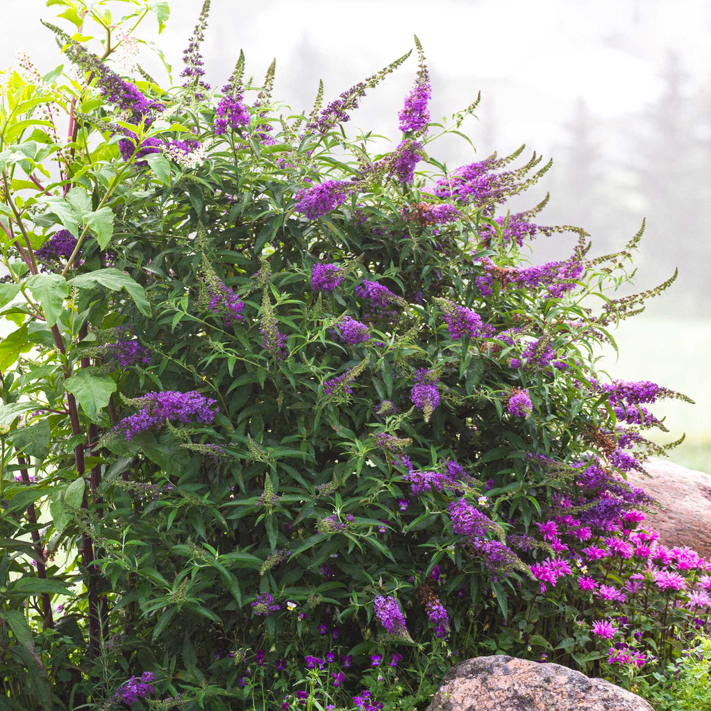 Butterfly bush shrub with dark purple flower spikes and green leaves